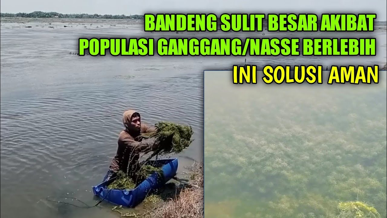 CARA MEMBASMI GANGGANG 