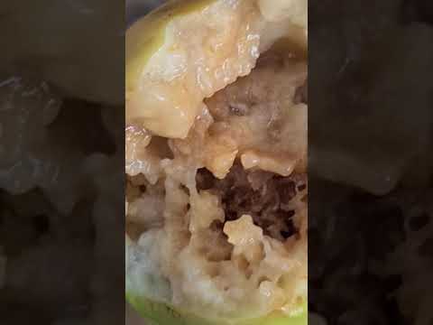 كيف تتخلص من الدود في السدر والمنجا واللوز والجوافه بدون مبيدات حشرية