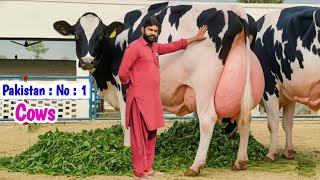 Download Lagu Biggest Milking Cows in Pakistan | Khurram Dairy Farm | 40+ Imported Friesian Cows 2025 MP3 Download Lagu Biggest Milking Cows in Pakistan | Khurram Dairy Farm | 40+ Imported Friesian Cows 2025 MP3