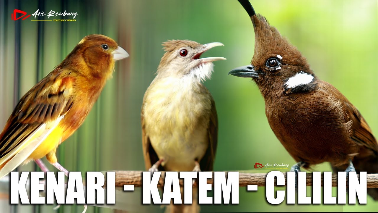 MASTERAN KENARI - CILILIN - KAPAS TEMBAK