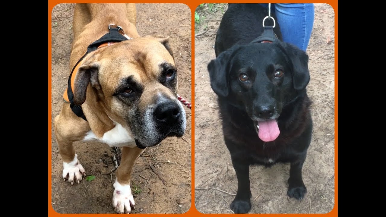 Découvrez deux de nos chiens à adopter au refuge 🐶 YouTube