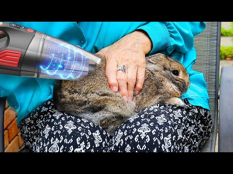 Homeless bunny gets