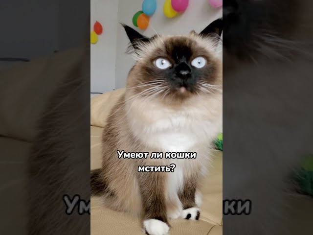 Умеют ли кошки мстить 😼