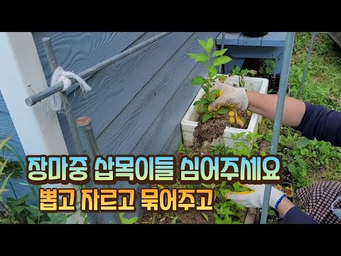 봄 삽목이들 장마중에 심어주세요  목수국 셀릭스 /씨앗 받고 묶어주고 자르고 뽑아내고 / 그래도 쓰러지네요