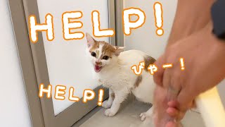 急遽子猫をシャンプーしたら「HELP!」と叫びまくりでした