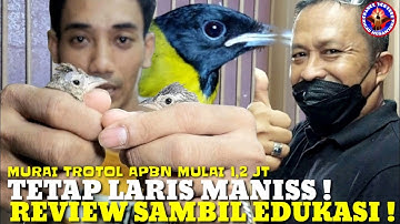 JUAL BURUNG KAYAK JUALAN KACANG ! READY BURUNG2 LUAR DAN DALAM ADA DI KIOS INI !