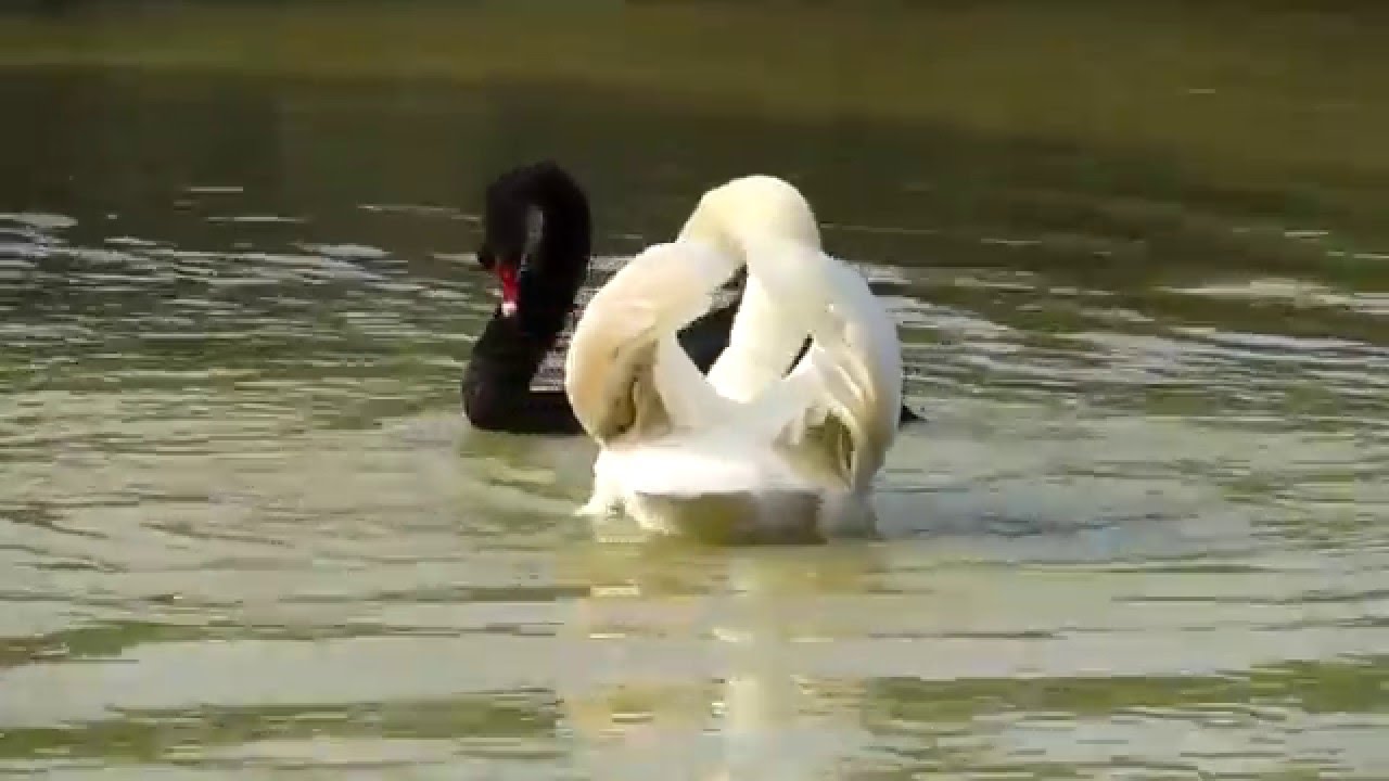 Swan and White Swan Dating in a Lake - YouTube