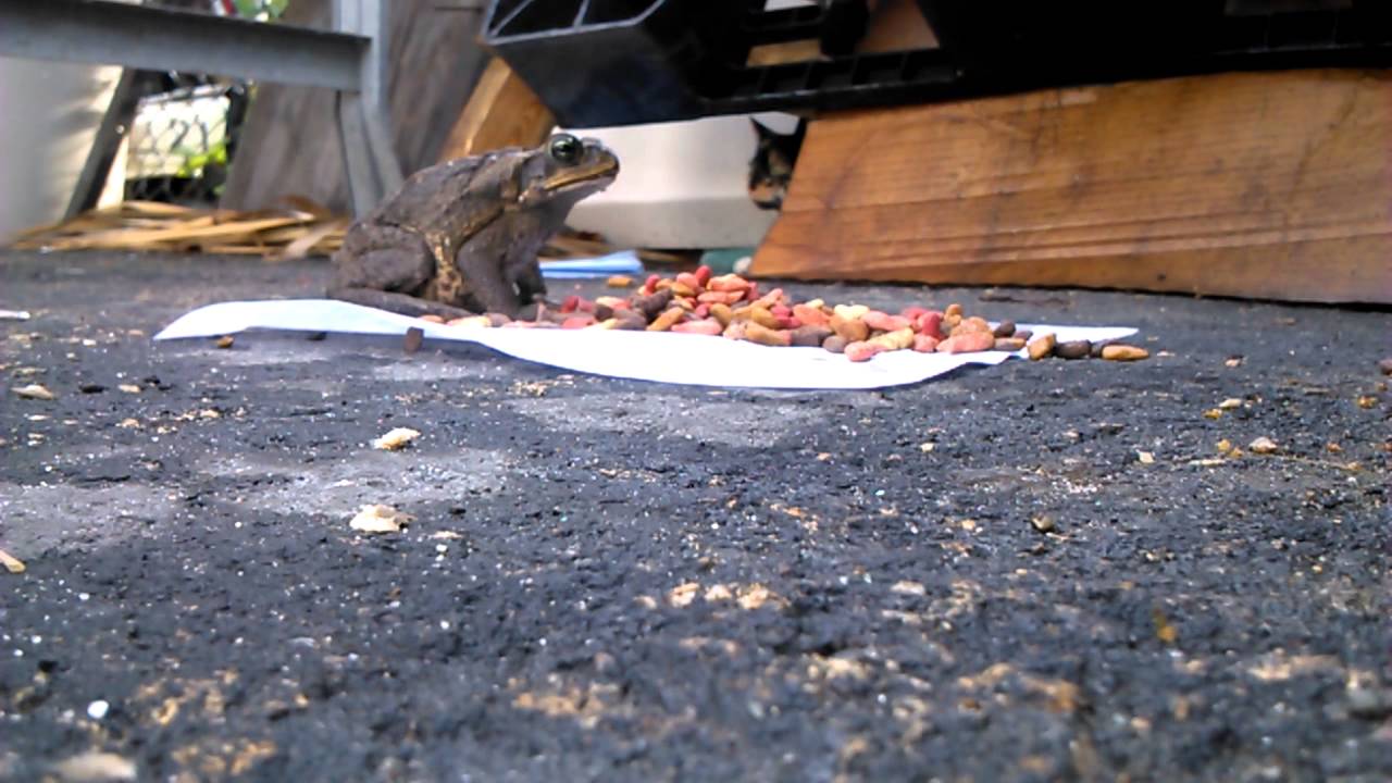 Big toad eating cats food! YouTube