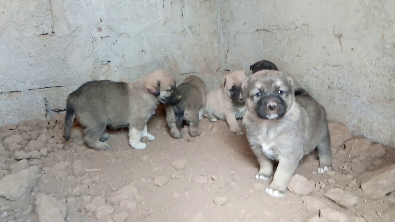 Balikesir Kangal Ciftligi Balikesir Kangal Ciftligi