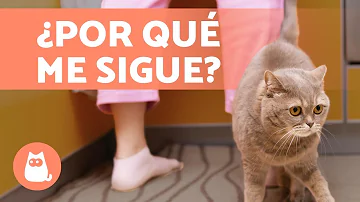 ¿Por qué me sigue mi gato cuando me ducho?