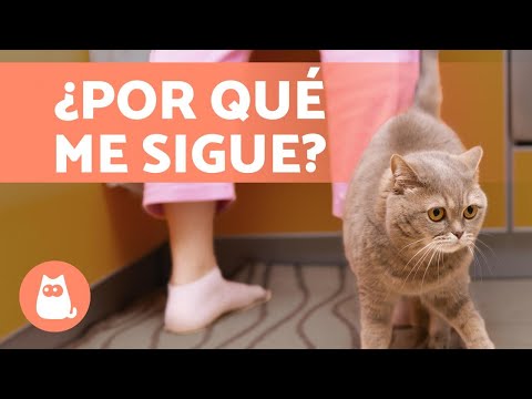 Video: ¿Pueden los gatos comer hongos?