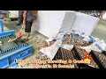 Lithium Battery Shredding & Crushing Process in 20 Seconds! #shredding #crushing #wastemanagement