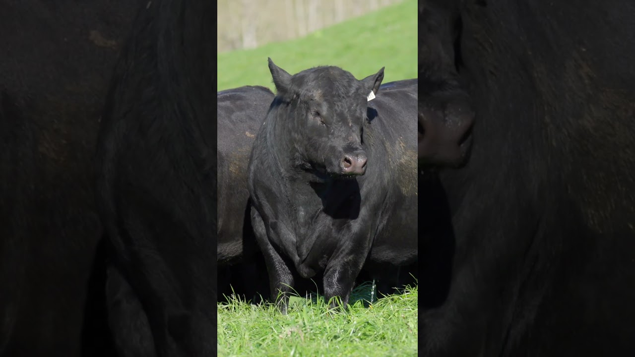 Hallmark: Bulls on offer!