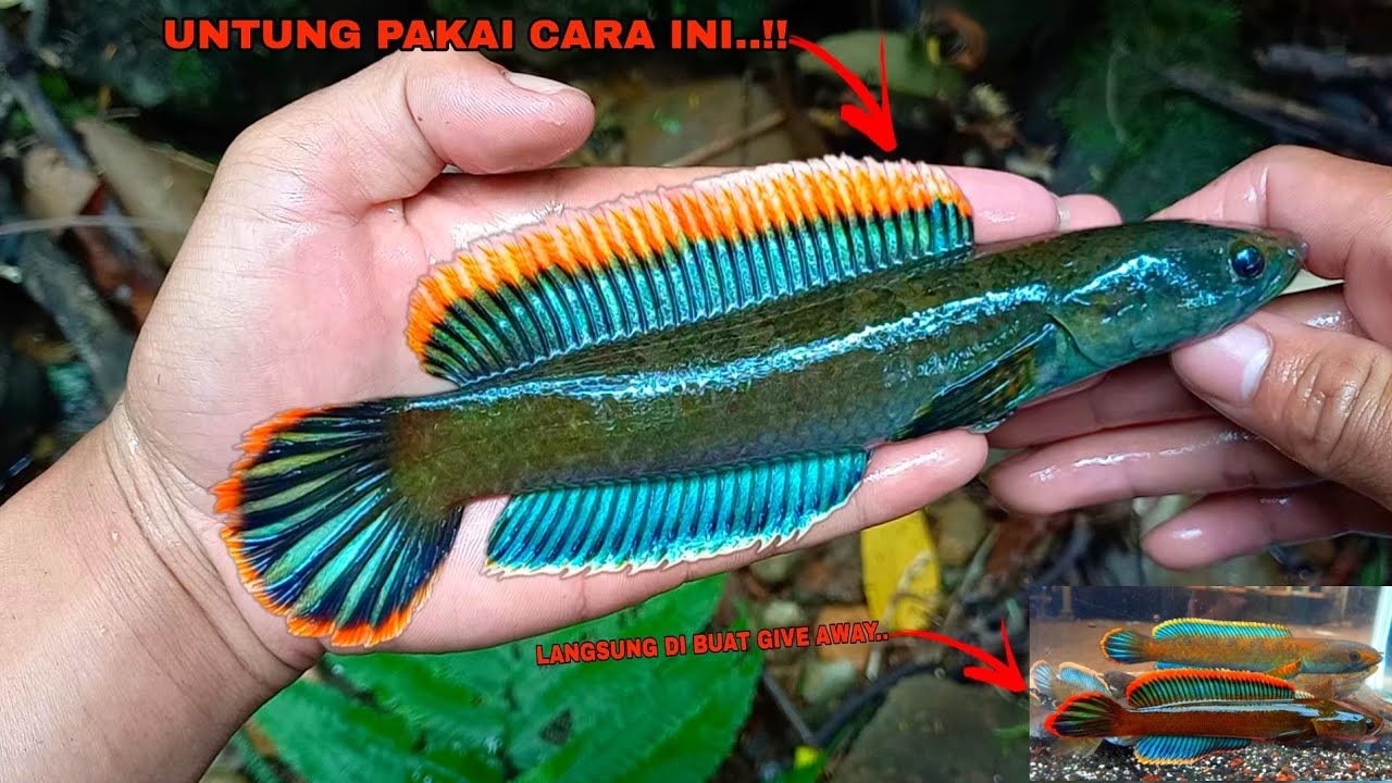 Cara Mancing Channa Limbata Yang Susah Makan Umpan || Channa Limbata