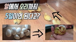 알에서 오리까지 5일이면 된다고??  오리알 부화 리뷰! Ducklings Hatching, Just 5 days??