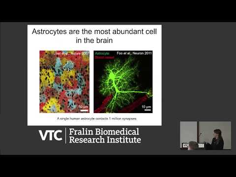 How do Astrocytes Regulate Neural Function in Health and Disease?