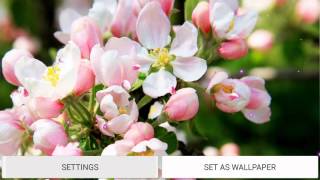 Apples Flowers live wallpaper
