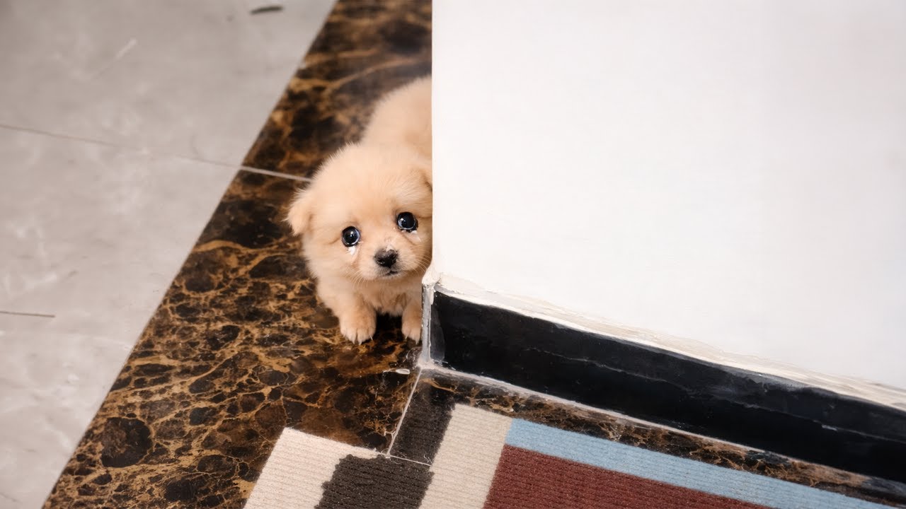 An Abandoned Puppy at My Door, Huddled Against the Wall and Too Afraid to Move