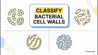 Classification of Prokaryotes Explained | Taxonomy, Bergey’s Manual, Species, Strains, and Domains
