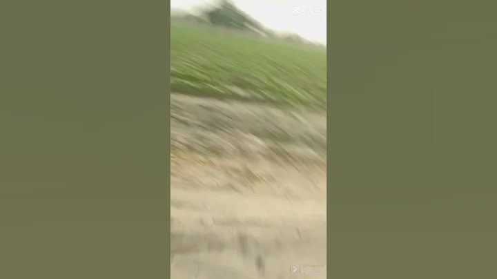 Fast and Furious Dog Slow Mo Effect #youtubeshorts #camel