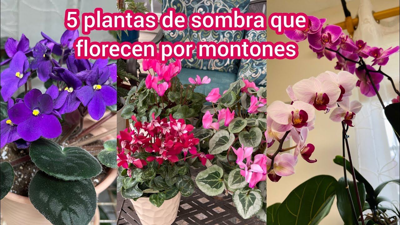 5 Plantas de sombra que te darán flores por montones - thptnganamst.edu.vn