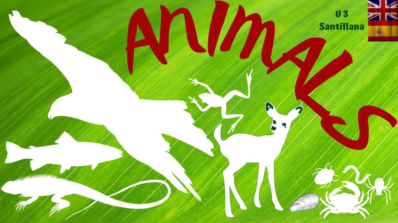 🇬🇧 ANIMALS 🇪🇸 🦅🐍🐠🐅🦎🪱🐌🪰 Vídeo- ESTUDIO 📚 ANIMALES (Natural Science ...