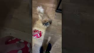 видео: Хвостики  картинка: Хвостики