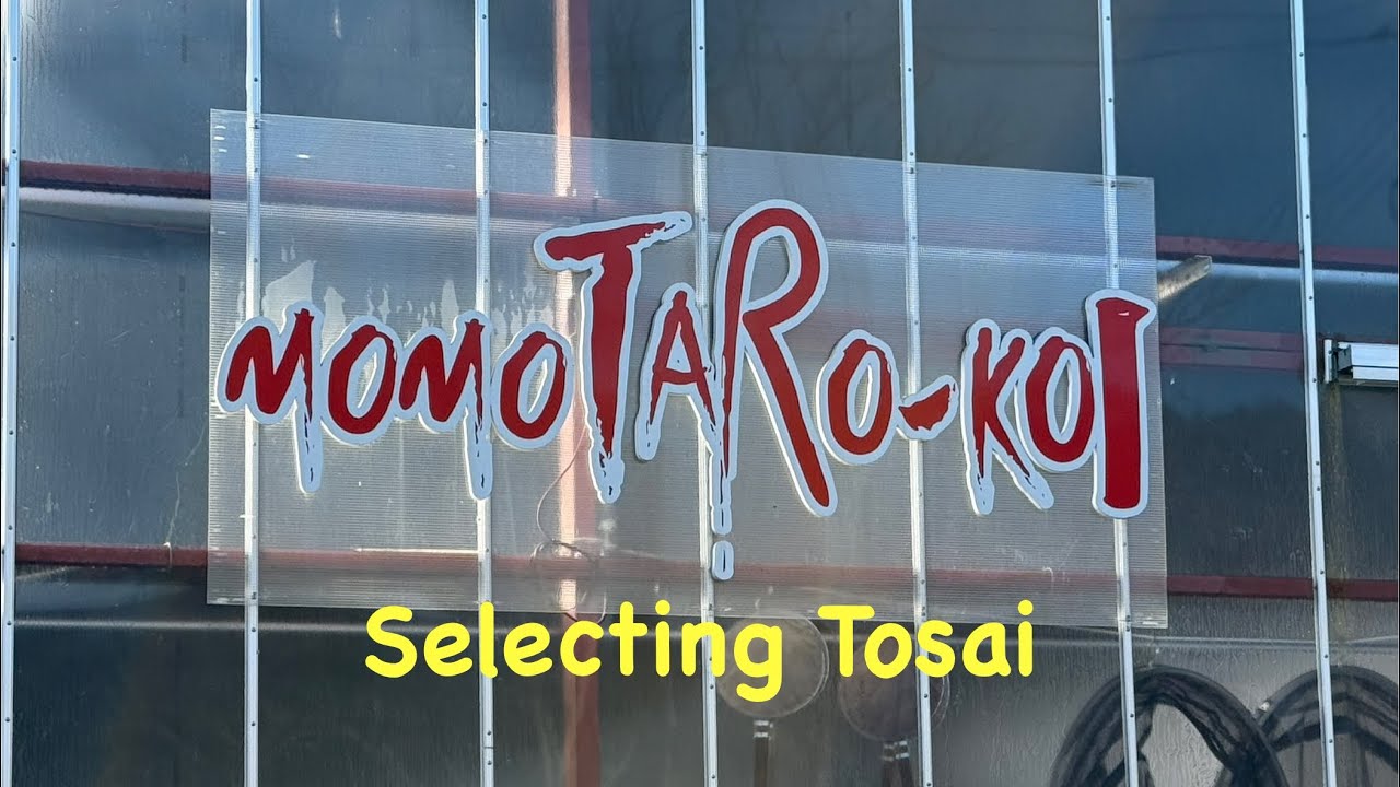 Момотаро | Выбор Тосай | Киби | Выбор выставочной рыбы кои