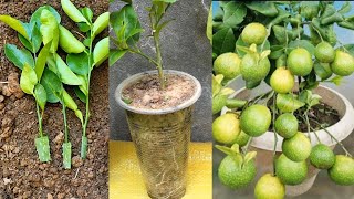Growing Lemon Tree  From Cut With Aloe Vera : Agri-education