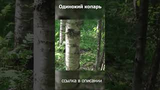 Дикие животные на болотах пугают кладоискателя! #shorts