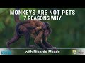 Monkeys Are Not Pets - 7 Reasons Why