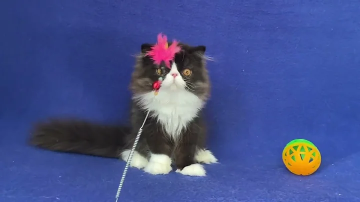 Video 4369001: persian kittens cattery, persian black male kitten, white male persian kitten