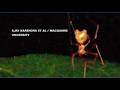 New spider uses 'spring-loaded' deathtrap