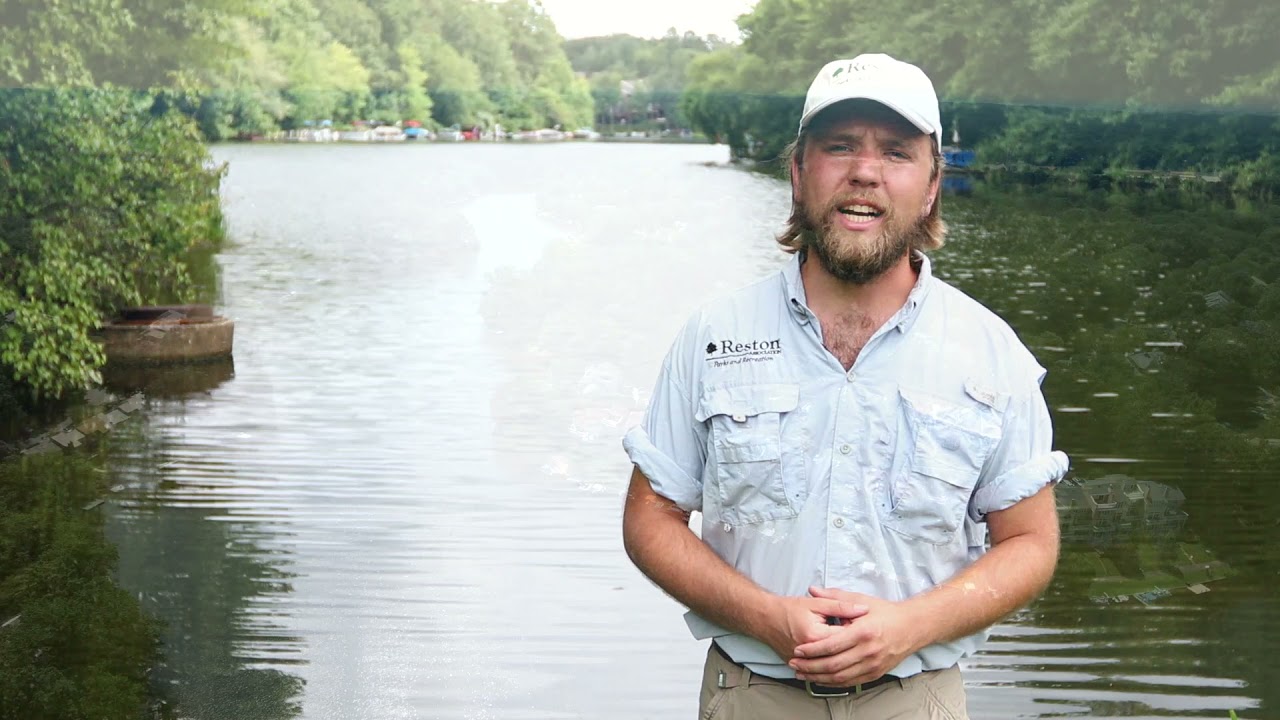 Reston Today - Blue-Green Algae Update • Lake Audubon
