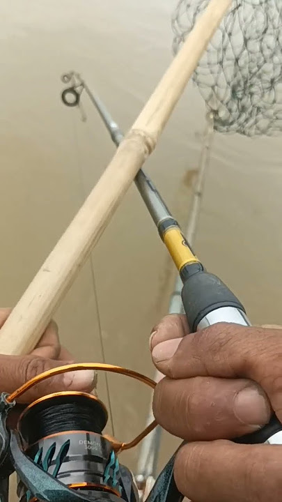 si bocil barra lagi kelaparan #fishing #bocilmancing #mancing #mancingmania #pancing #casting