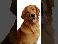 อยากกินขนม🐕🦴#animation #ปัญญาอ่อน #memes