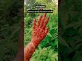 "Latest Bridal Henna Design 2025 | Full Hand Mehndi  #art #shorts #mehndi #viral #henna #bridal