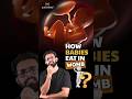 How food reaches your baby Inside the womb - How food reaches your baby  #science #pregnancy