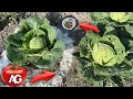 I dont have any more slugs 3 simple proven ways to get rid of slugs without chemicals