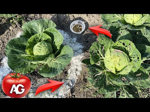 Video: Growing Rutabagas - Hoe om Rutabaga te groei