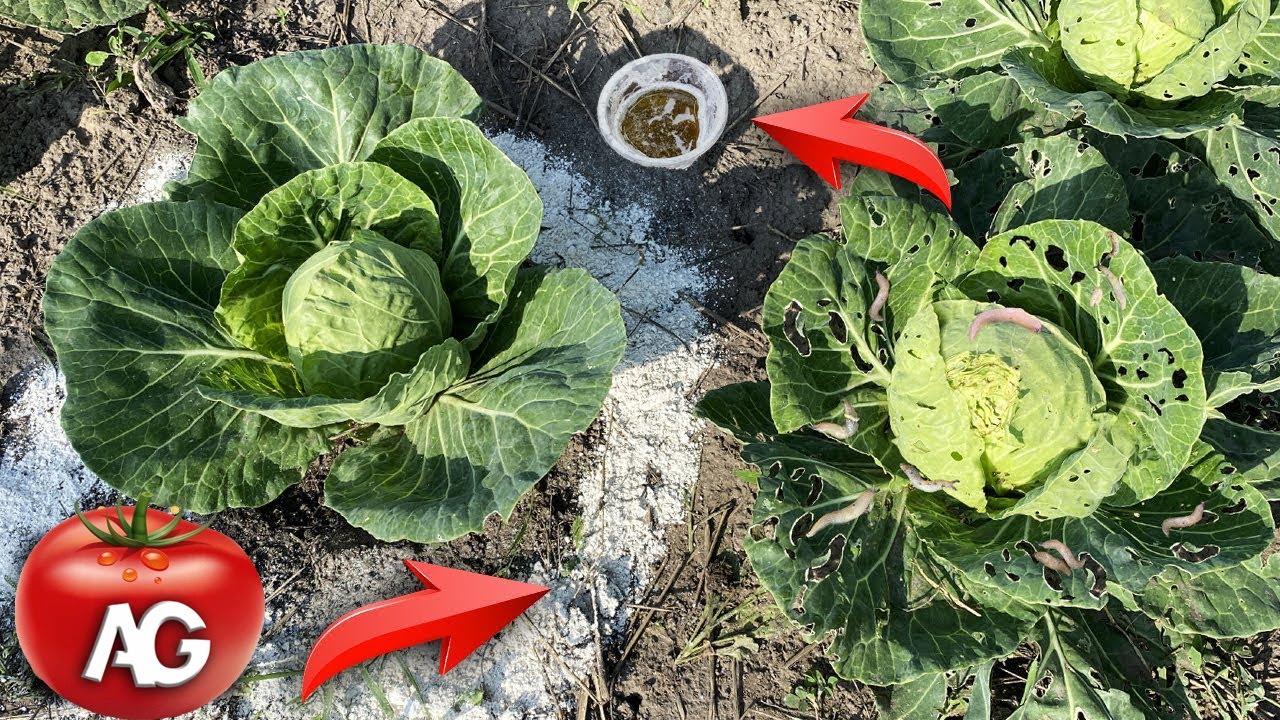 I don't have any more slugs. 3 simple proven ways to get rid of slugs without chemicals