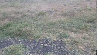 Video of plots for sale in Olturoto area of Kajiado