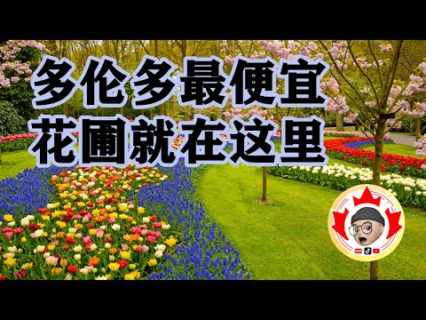 多伦多最便宜的花圃 在这里！ | 多伦多生活的Gary