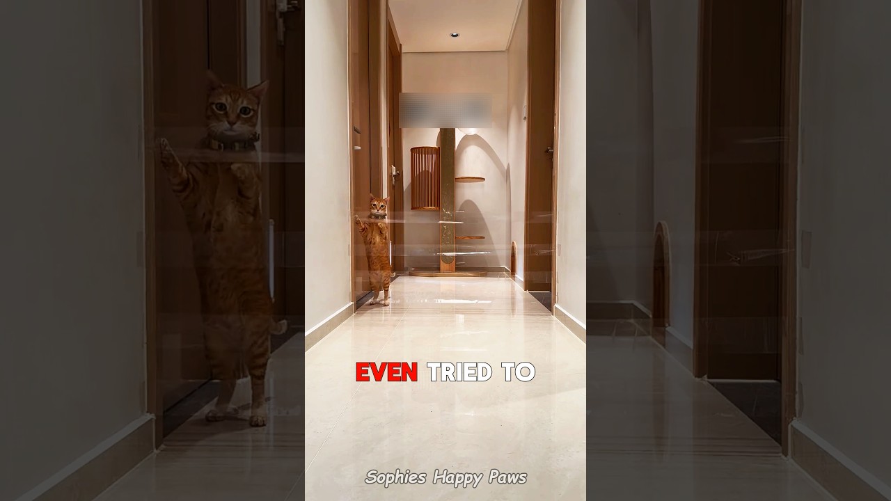 The Impossible Plastic Wrap Challenge For Cats 🐱