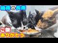 梅雨の雨の中で空腹で鳴いている猫たちにご飯をあげると・・・ さくらねこたちへのエサやり【視聴だけでも猫たちを助けることになります】支援者様 視聴者様 猫たちに神のご加護を！野良猫の感動猫動画