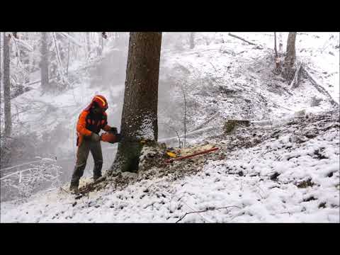 Forest job /