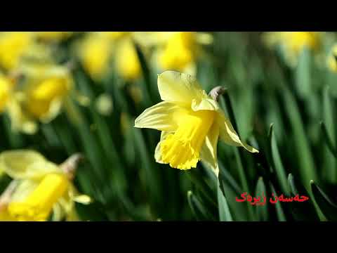         حەسەن زیرەک دیسان شەو هات بۆ حاڵی من