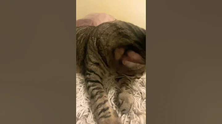 Watch the video about Cute Cat Cleaning itself #5 - Funny Cats