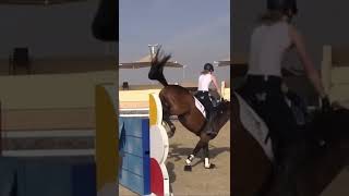 Horse jumps big blue wall