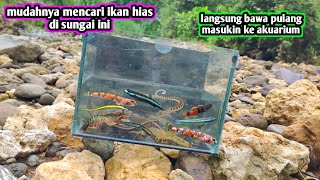 LOOKING FOR ORNAMENTAL FISH IN THE RIVER AND THEN PUTTING THEM IN AN AQUARIUM AT HOME